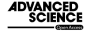 advancedscience 1